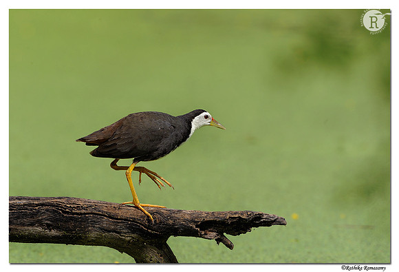 White-breasted Waterhen (Amaurornis phoenicurus)_DD31249