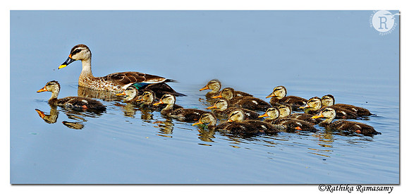 Spot-billed Duck (Anas poecilorhyncha)_DD31416