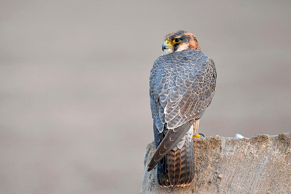 Red-naped Shaheen (Falco peregrinus babylonicus)