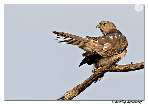 Shikra(Accipiter badius) _DD34280