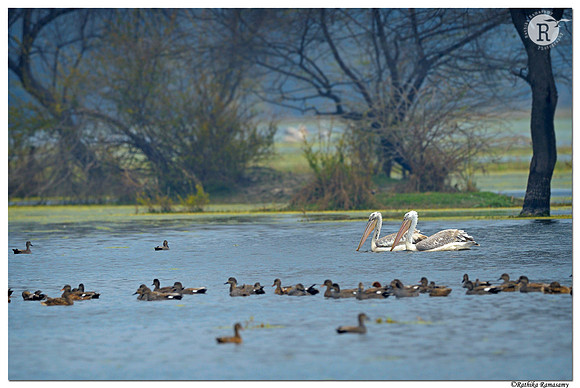 Spot-billed pelican (Pelecanus philippensis)_D4R5712