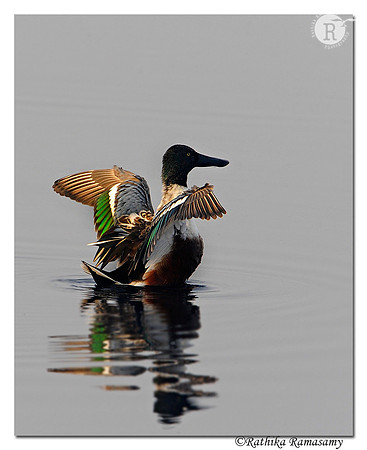 Northern shoveller(Anas clypeata)_DD34341