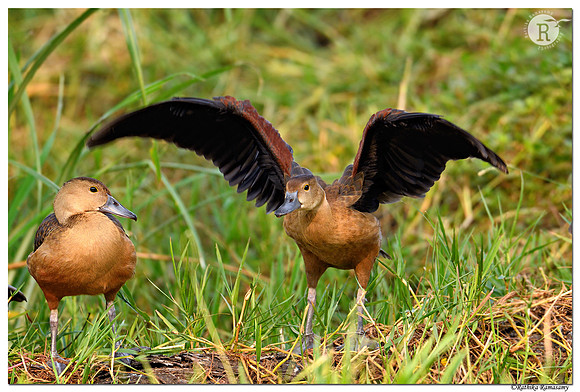 Lesser whistling duck (Dendrocygna javanica )_D500916