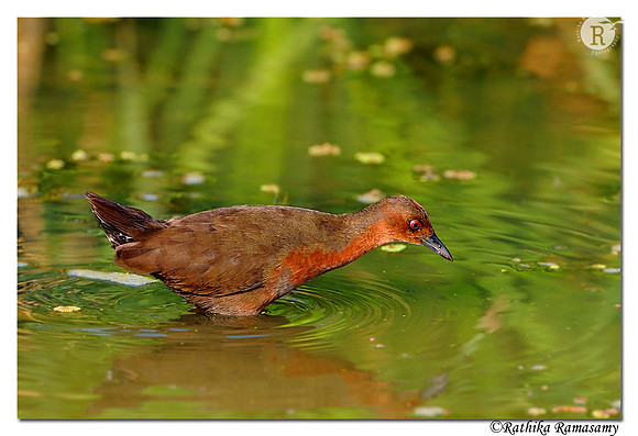 Ruddy-breasted Crake (Porzana fusca)