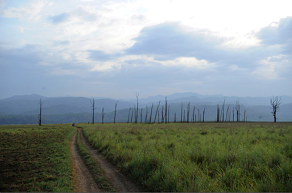 Grassland_DD38265