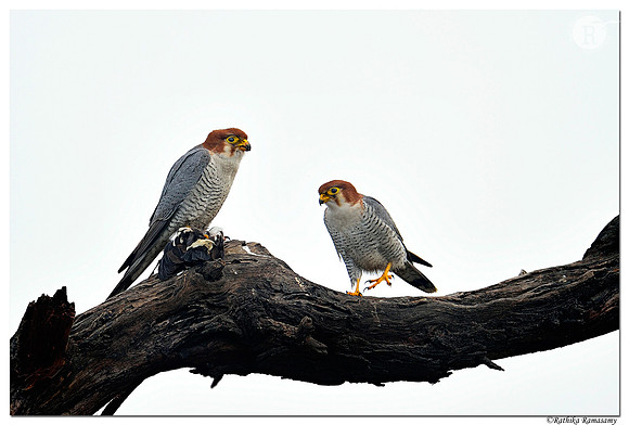 Red-necked Falcon(Falco chicquera)_D4S5585