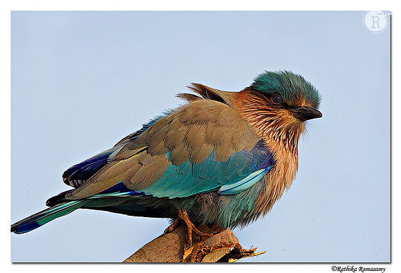 Indian Roller (Coracias benghalensis)_DD35112