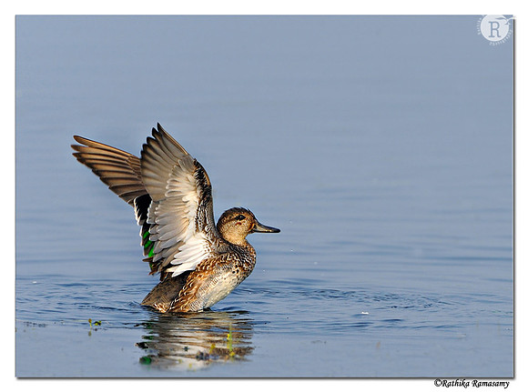 Common Teal (Anas crecca)_DD37987