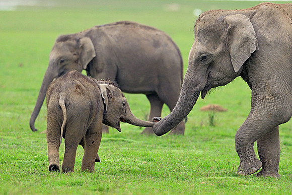 Asian elephant (Elephas maximus)_D4S8616