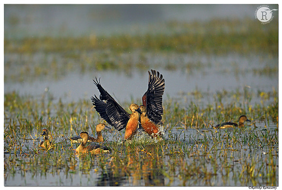 Lesser whistling duck (Dendrocygna javanica)_BID2515