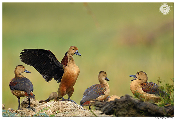 Lesser whistling duck (Dendrocygna javanica)_BID0785