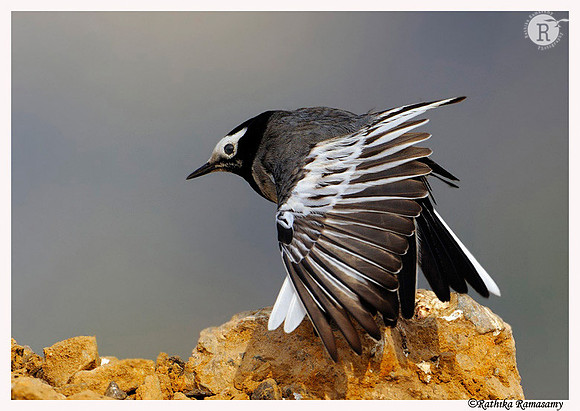 White Wagtail (Motacilla alba)