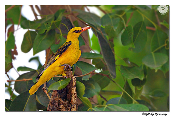 GoldenOrioleOriolusoriolus_DD33992