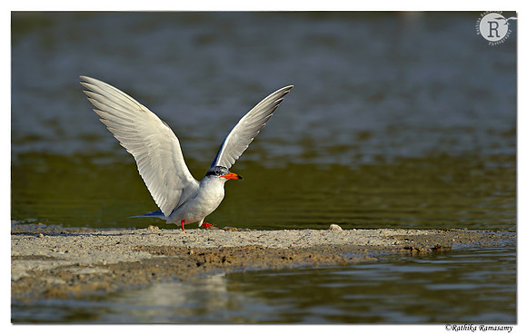 River tern (Sterna aurantia)_D4R7801