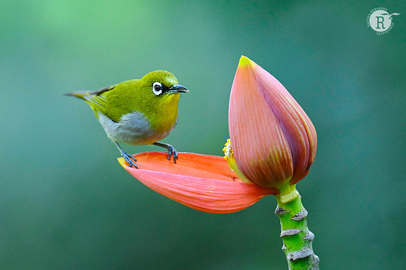 White eye_KAZ9072
