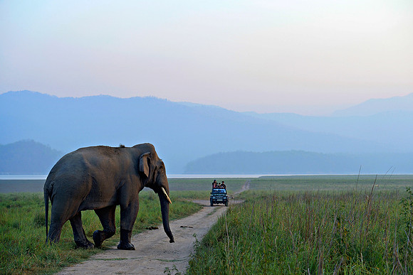Tusker crossing_D4R1846