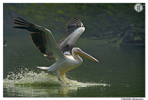 Landing_D4R6311_01