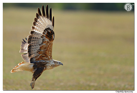 Long-legged Buzzard (Buteo rufinus)_D4R7147