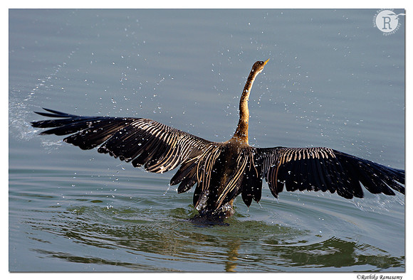 Darter(Anhinga melanogaster ) _D4R8047