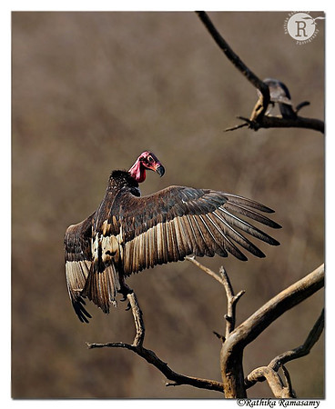 Red-headed Vulture (Sarcogyps calvus)_DD38784