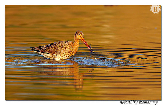 Black-tailed Godwit( Limosa limosa) _DD38566