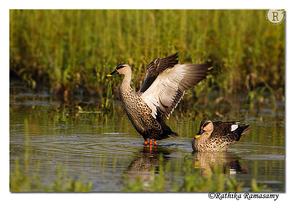 Spot-billed Duck (Anas poecilorhyncha)-3522