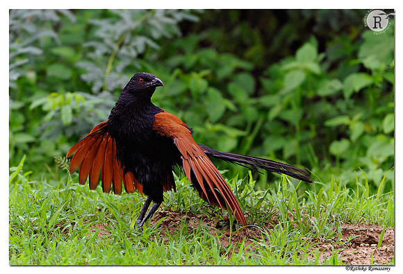 Greater Coucal (Centropus sinensis)_DD32210