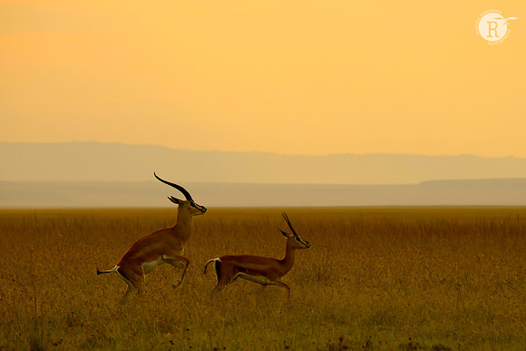 Impala_MAR2528