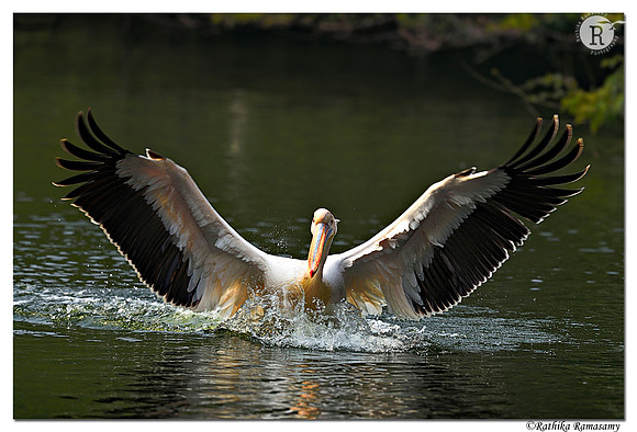 Pelican_D4S2863