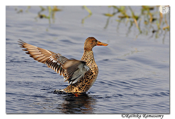 Northern Shoveler( Anas clypeata)_DD38139
