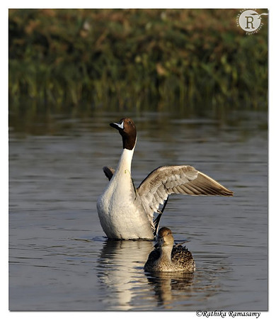 Northern Pintail(Anas acuta)_DD36370