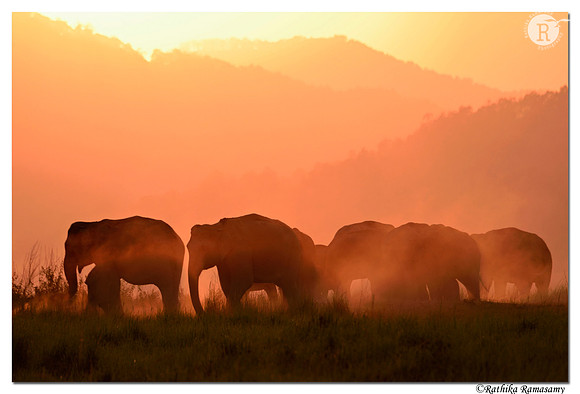 Elephant herd_D4S2980