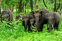 Elephants