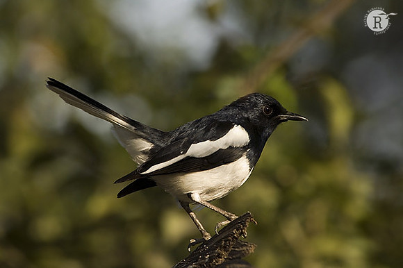 Oriental Magpie robin(m)