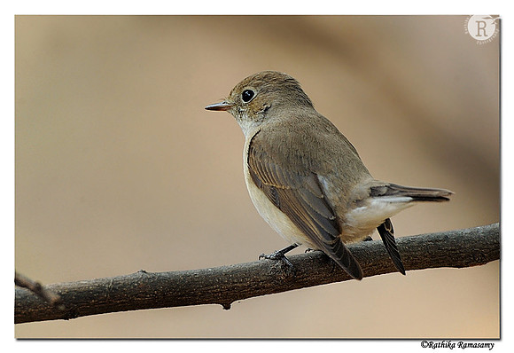 Red throated flycatcher(Ficedula parva)_DD32729