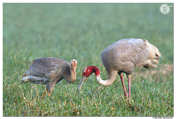 Sarus crane (Grus antigone) _D4S5741