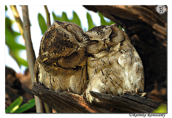 Collared Scops Owl (Otus lettia)_DD34830