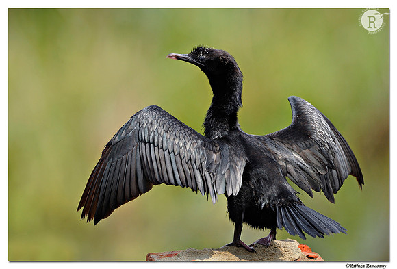 Cormorant_DD32262