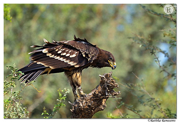 Greater Spotted Eagle (Aquila clanga)_D4R9964