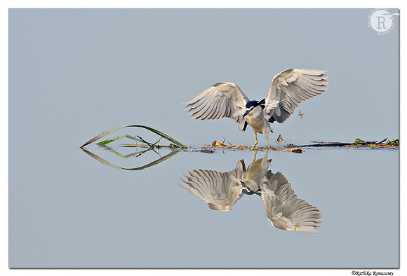 Night Heron (Nycticorax nycticorax)_DD32501