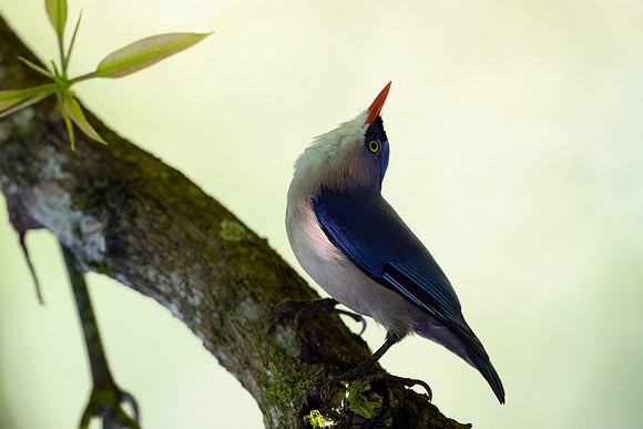 Velvet-fronted nuthatch (Sitta frontalis)_DSC8969