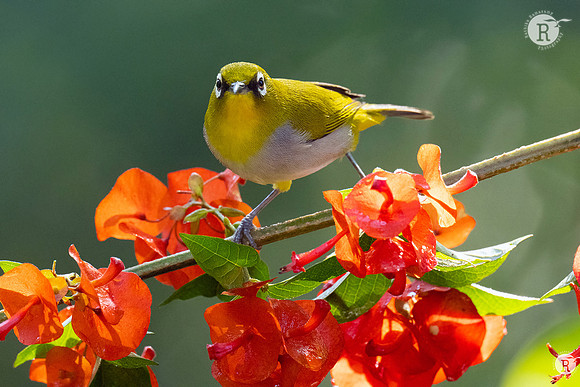 Indian white-eye (Zosterops palpebrosus)_DSC7305