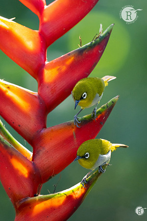 Indian white-eye (Zosterops palpebrosus)_DSC8441