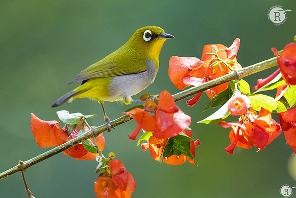 Indian white-eye (Zosterops palpebrosus)_DSC7699