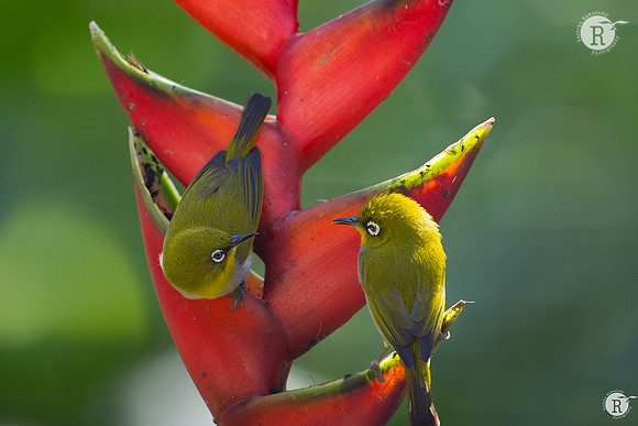 Indian white-eye (Zosterops palpebrosus)_DSC8526