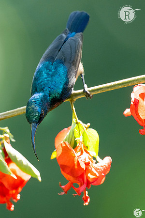 Loten's sunbird (Cinnyris lotenius)_DSC8721