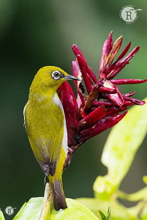 Indian white-eye (Zosterops palpebrosus)_DSC9215