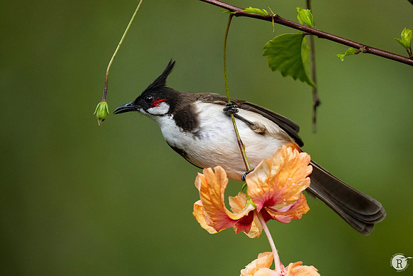 Red-whiskered bulbul (Pycnonotus jocosus)_DSC9341