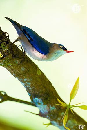 Velvet-fronted nuthatch_DSC8973