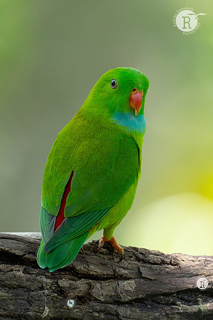 Vernal hanging parrot (Loriculus vernalis) _DSC9013